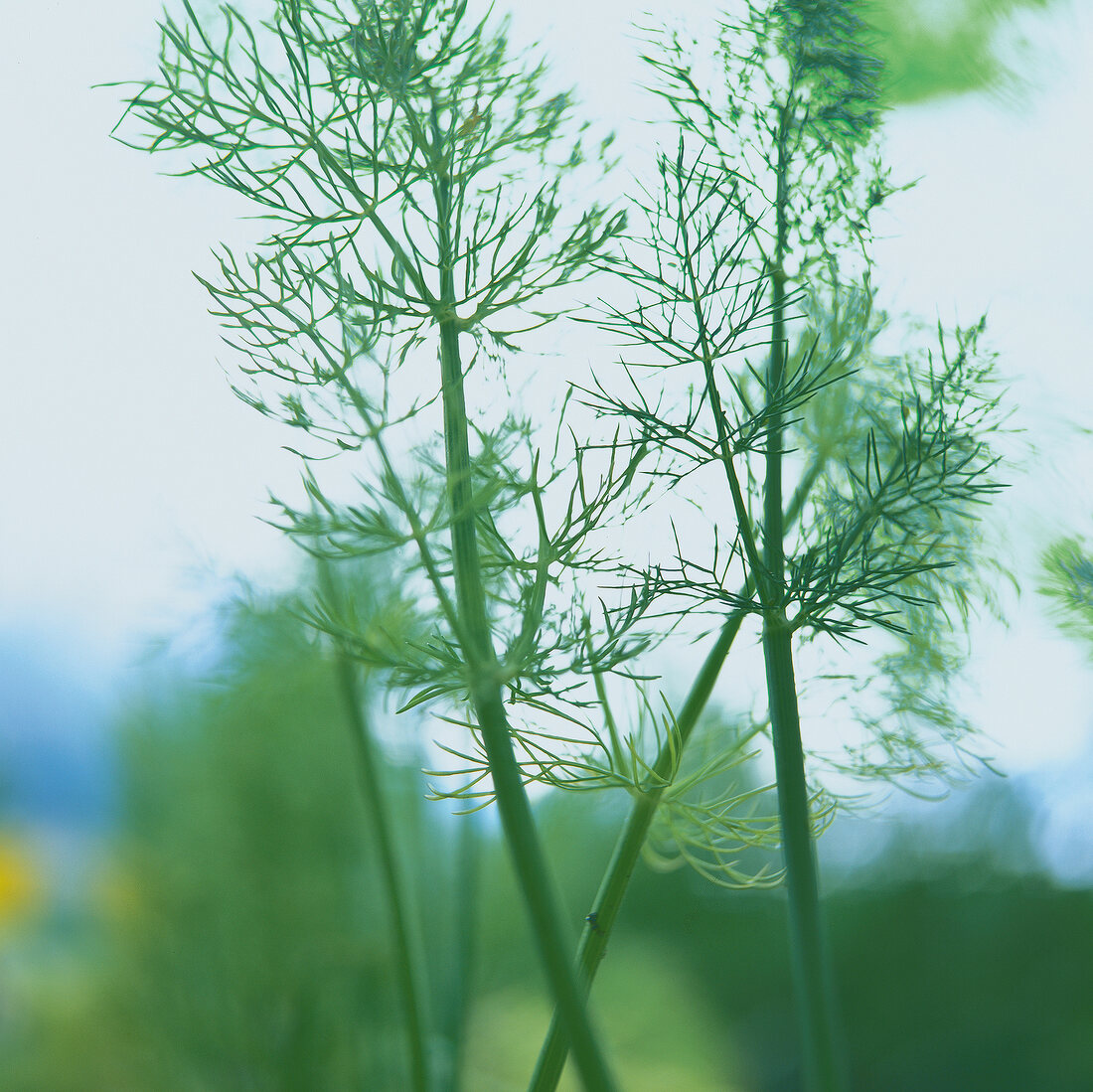 Close-up of dill leaves