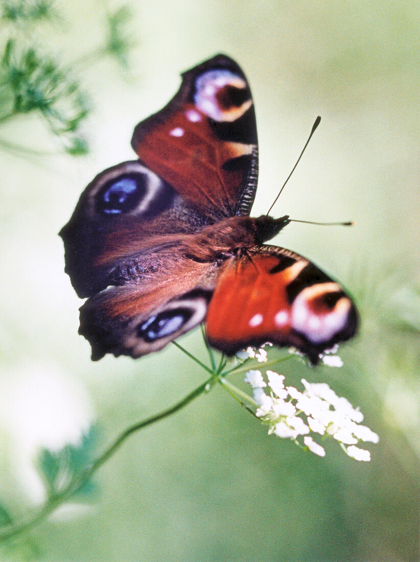 Schmetterling, Pfauenauge, vom Aussterben bedrohte Art, close up