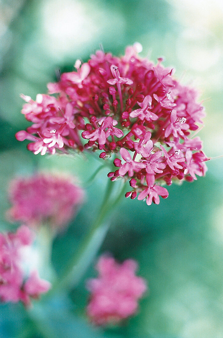 Spornblume, Close-up