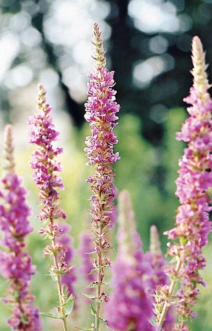 Pink loosestrife, close-up