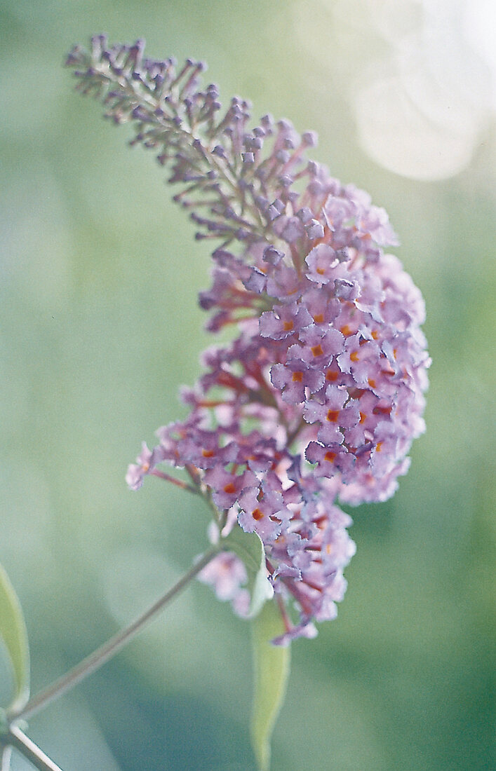 Lilac, summer lilac close up