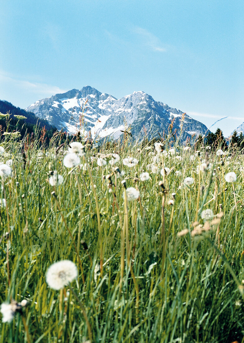 Wiese mit Pusteblumen vor Bergen Kleinwalsertal in Bayern, Alpen