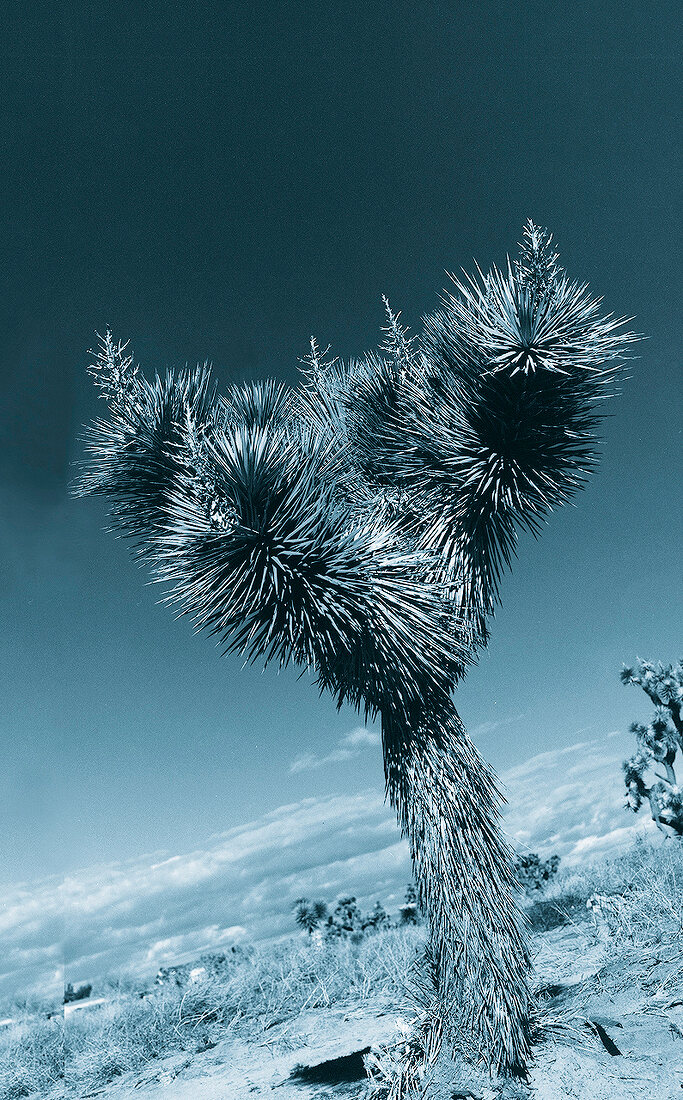 Stacheliger Kaktus in Wuestenlandsch aft