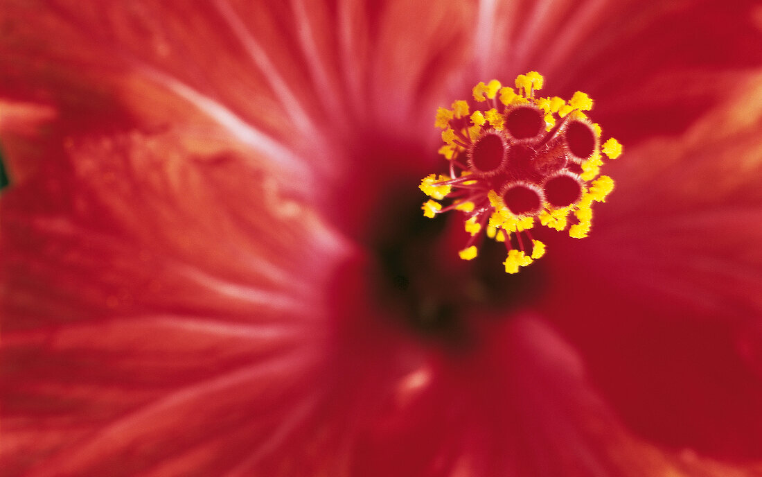 Close-up of fresh hibiscus stamen with pollens on it