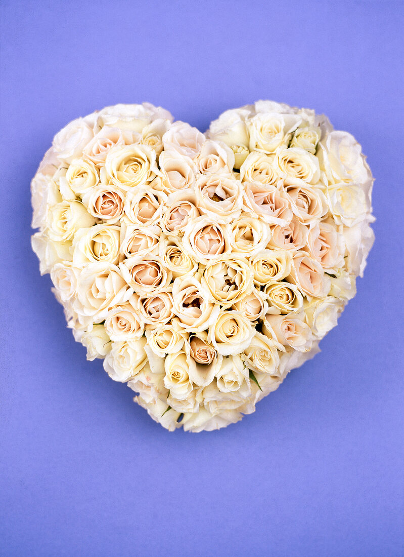 White roses arranged in heart shape on purple background