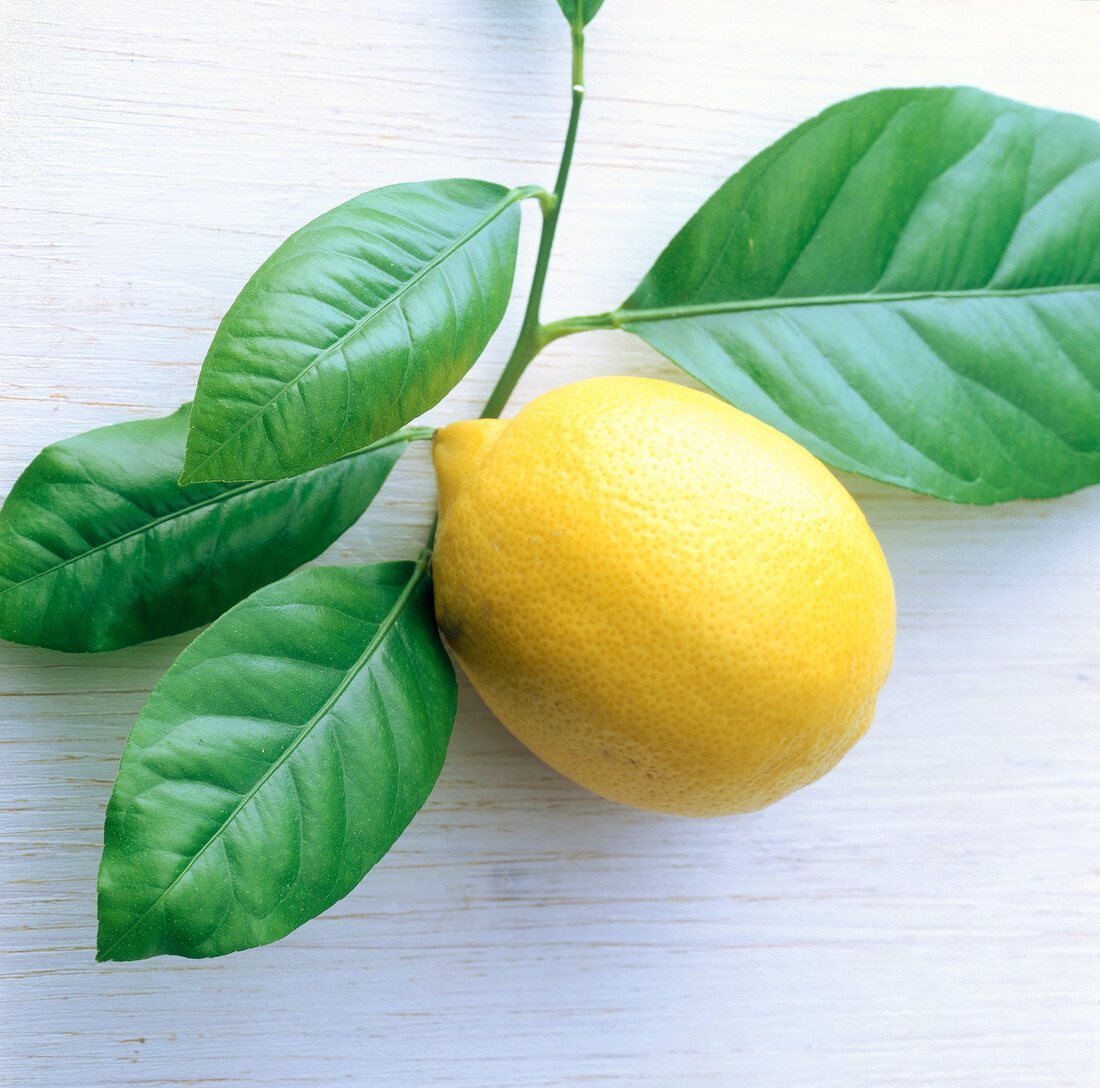 Close-up of a lemon with four green leaves