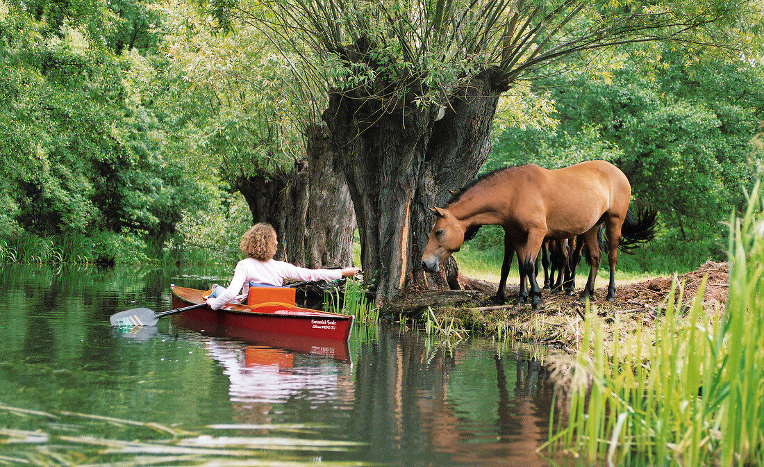 Frau treibt mit Boot im Wasser und fuettert Pferde am Ufer