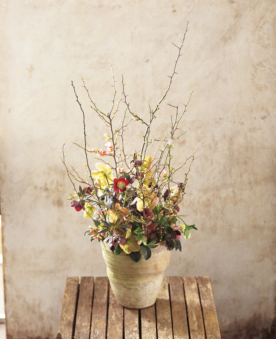 Quince branches and Christmas roses in simple clay pot on wood