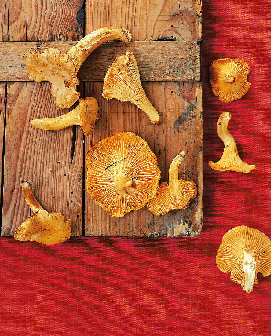 Fresh chanterelle on a wooden board against red background
