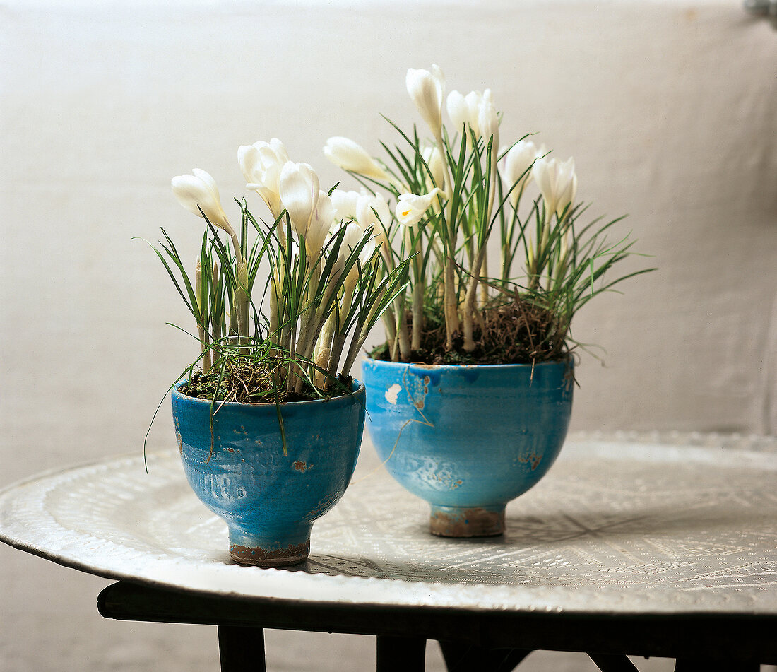 Zwei Krokusse in Blumentöpfen, Blüten, Zwiebeln