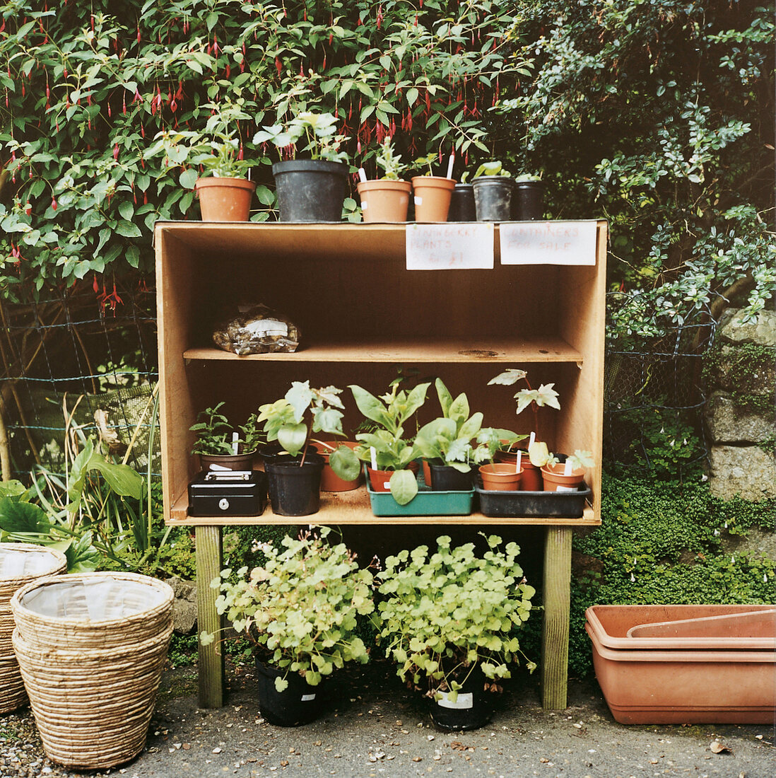 Auf Guernsey: Honesty-Boxen für den botanischen Nachwuchs