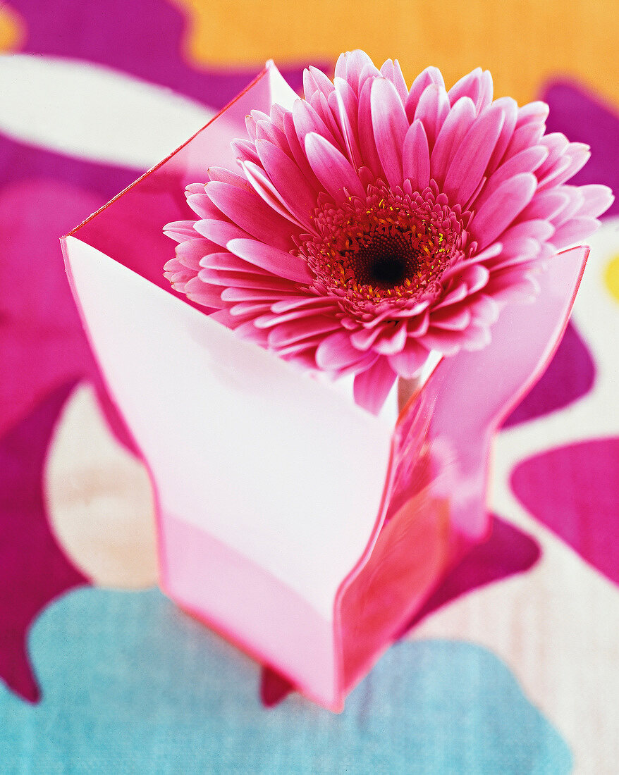 Close-up of pink flower in pink plastic vase