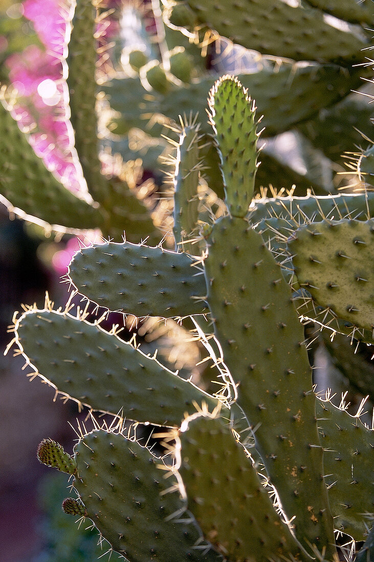 Close-up of cactus with large flat leaves