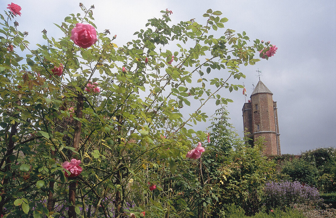 Sissinghurst Castle Garden, im Vordergrund - Rosen