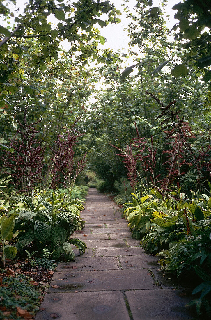 Overgrown paved pathway through garden