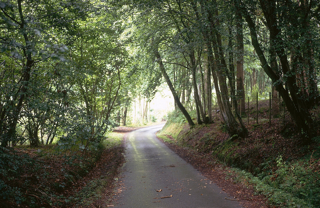 Kleine ruhige Landstraße im Wald, Kent; Bäume geben Schatten