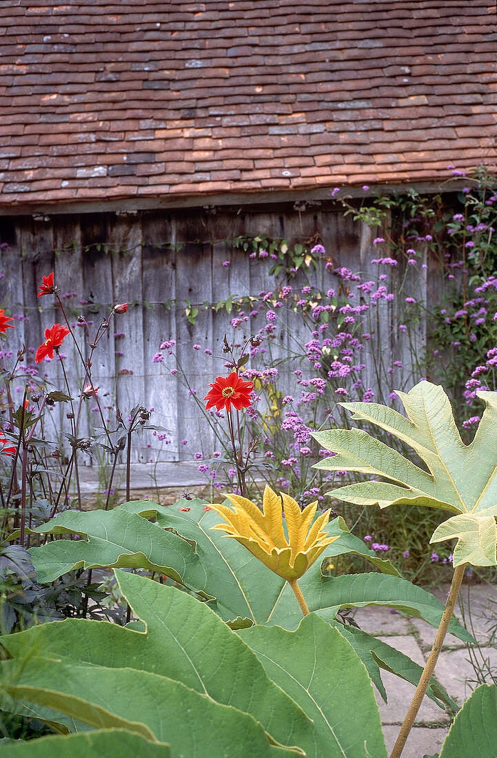 Red, purple and yellow flower with large leaves and wood wall and tiled roof in background