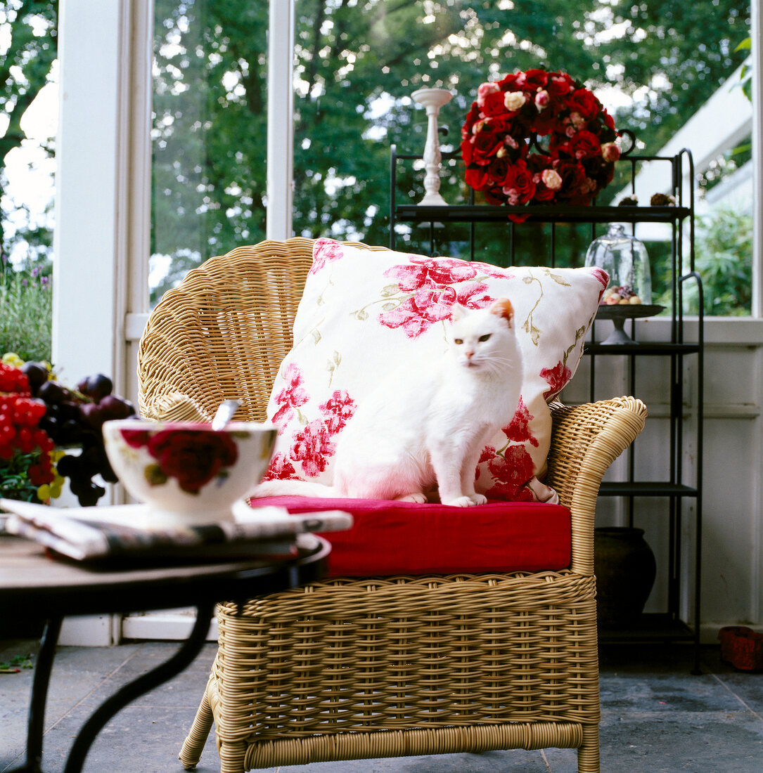 White cat and floral pattern cushion on wicker chair in conservatory