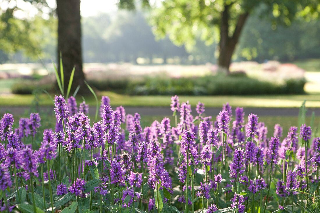 Gräfliche Park Bad Driburg, Teutoburger Wald, Ostwestfalen-Lippe