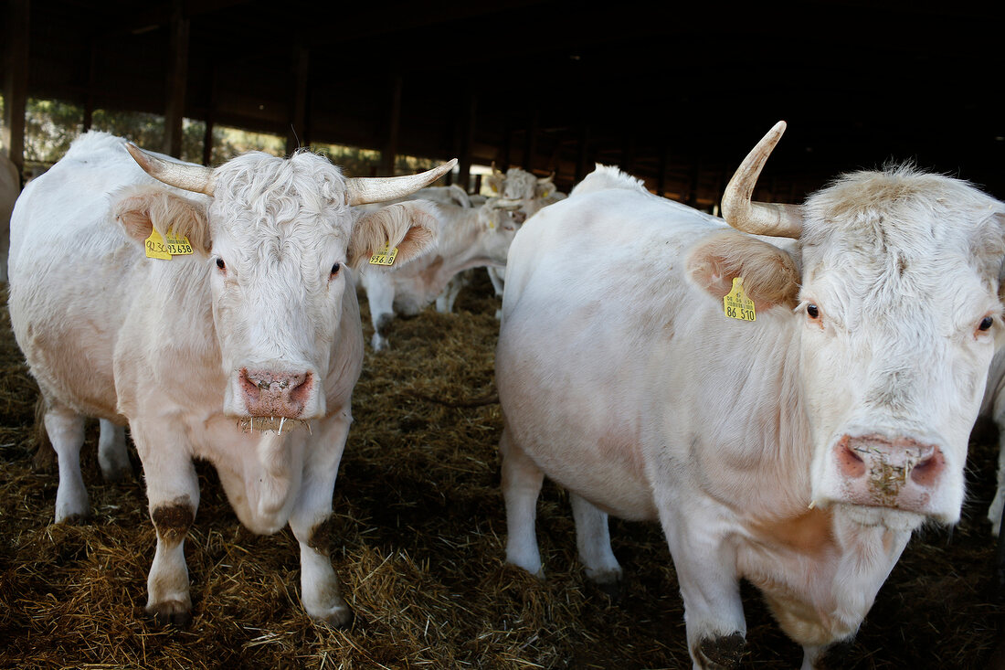 White cattle in a barn
