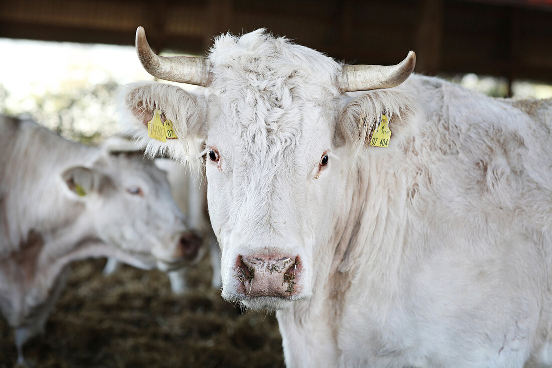 White cattle in a barn