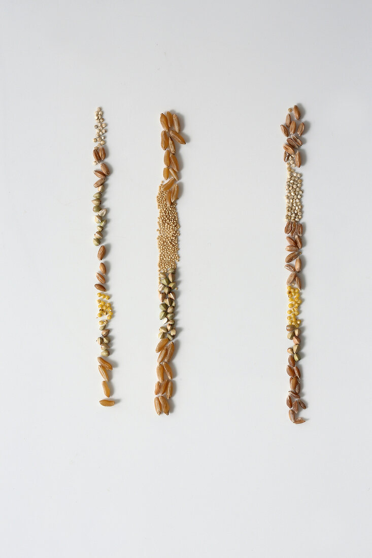 Verschiedene Getreidekörner in drei Reihen nebeneinanderliegend