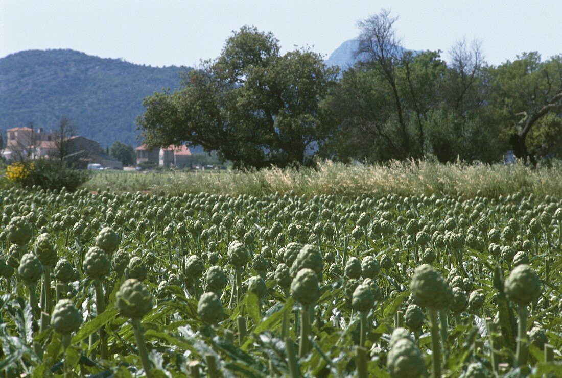 Artichoke Field in the Provence