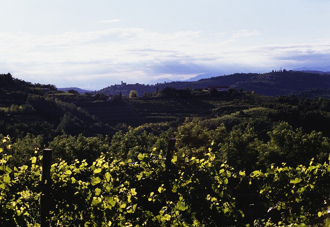 Weinberge im Anbaugebiet des Collio, Friaul, Nordostitalien
