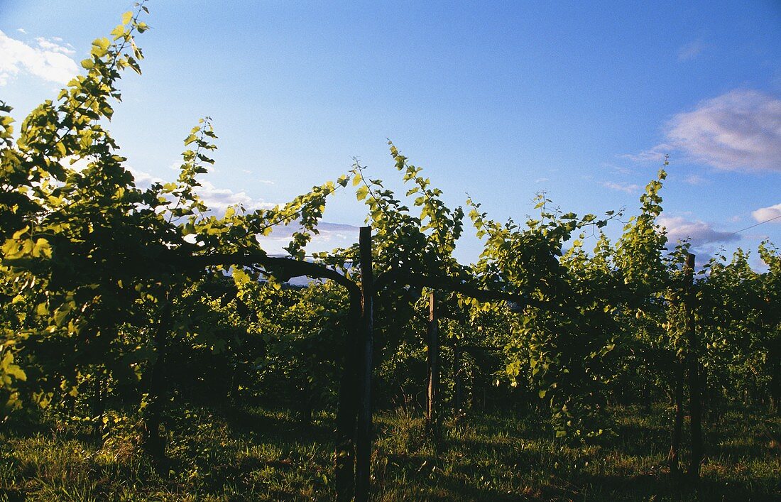 Vines in a vineyard in Collio (Friuli), N.E. Italy