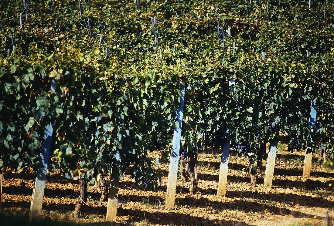 Sangiovese vines in Chianti Classico region, Italy
