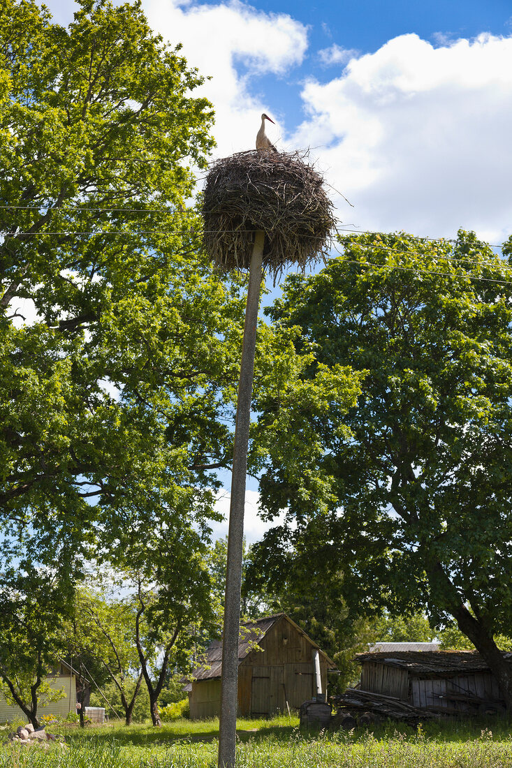 Lettland, Gauja Nationalpark, Storchennest