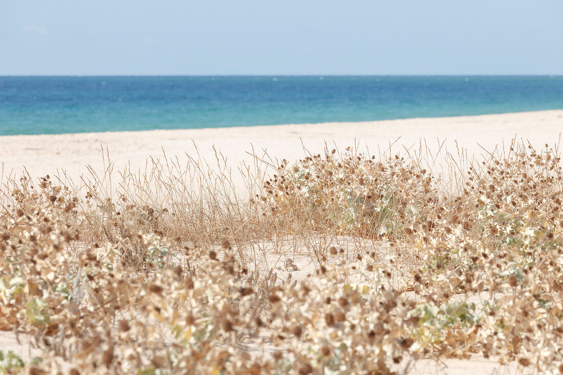 Portugal, Algarve, Faro, Ilha da Baretta