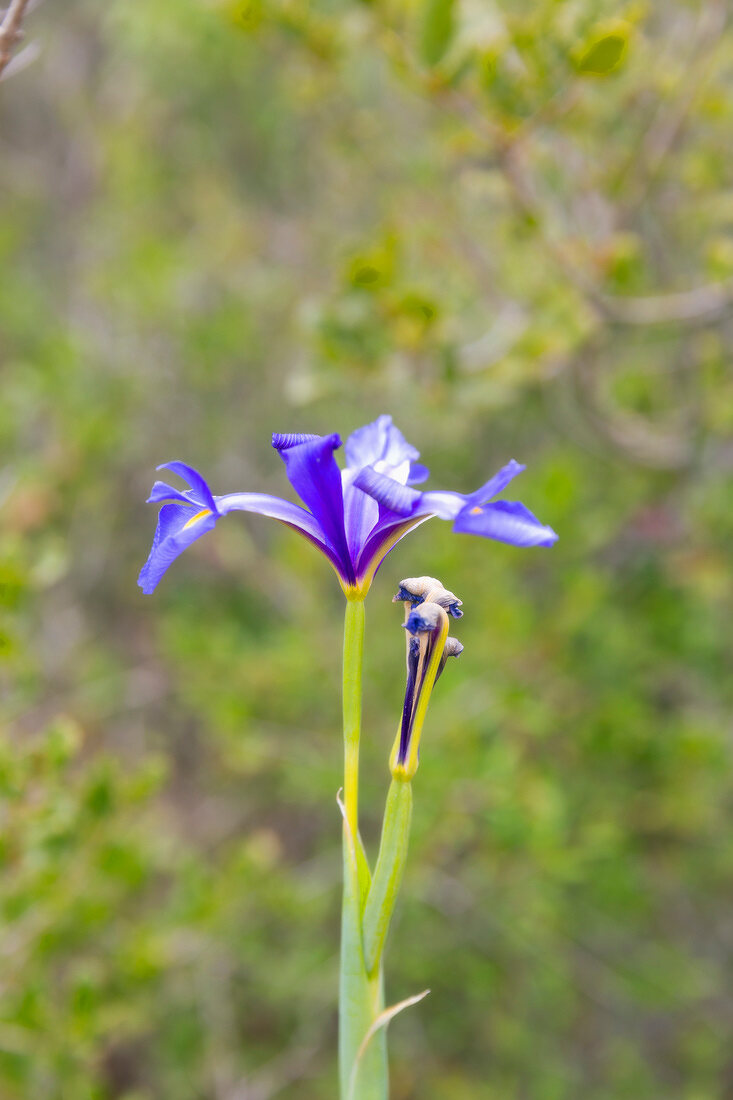 Portugal, Algarve, Blüte am Via Algarviana