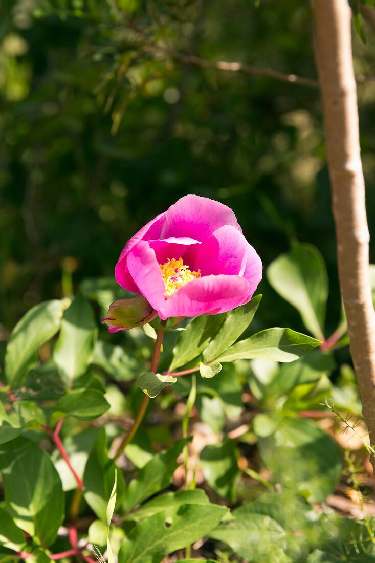 Portugal, Algarve, Blume, blühend