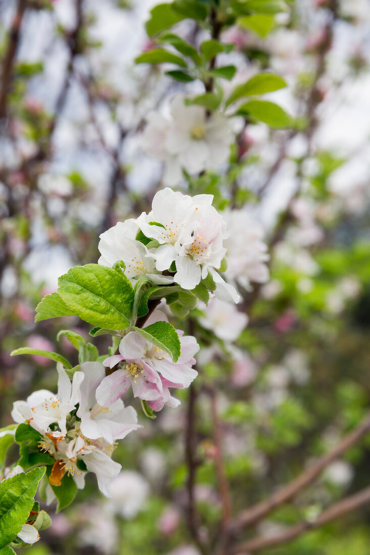 Portugal, Algarve, Blüte des Quittenbaums