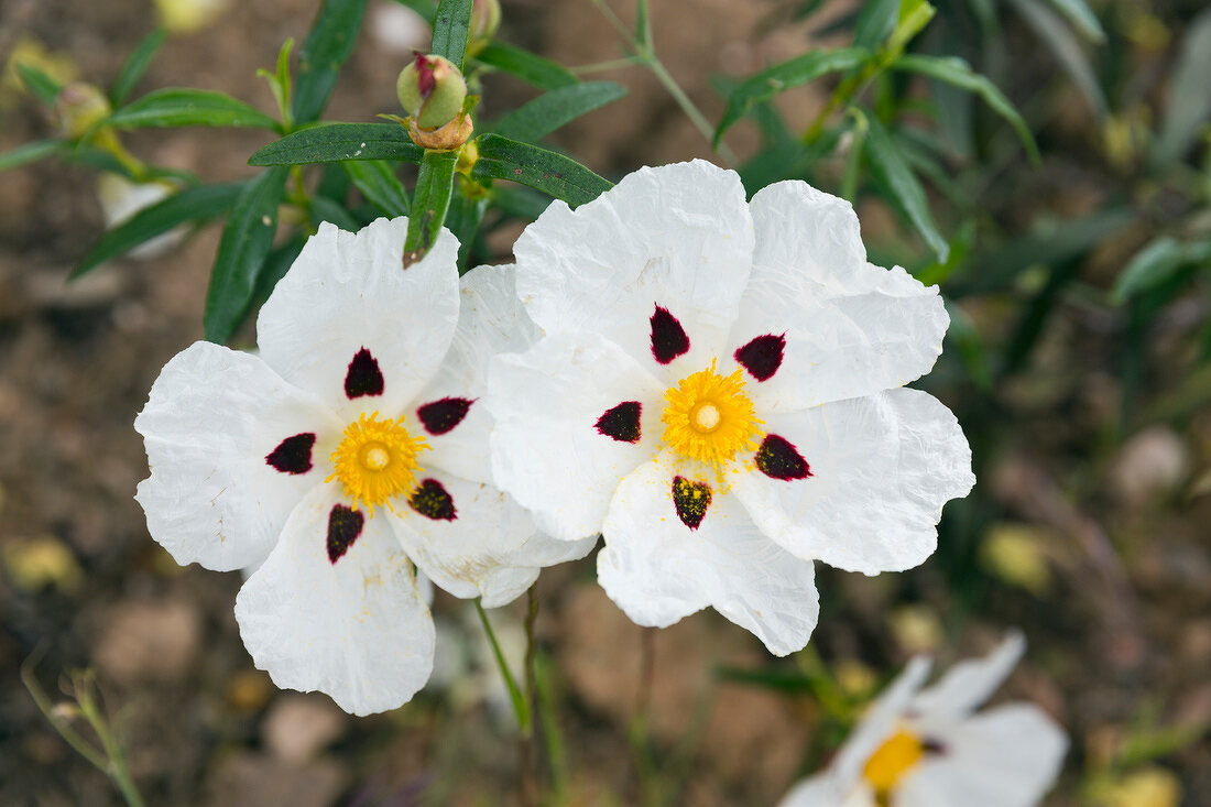 Portugal, Algarve, Blüte am Via Algarviana