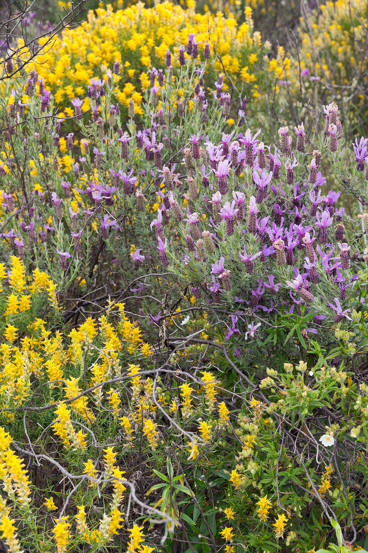 Portugal, Algarve, Blüte am Via Algarviana