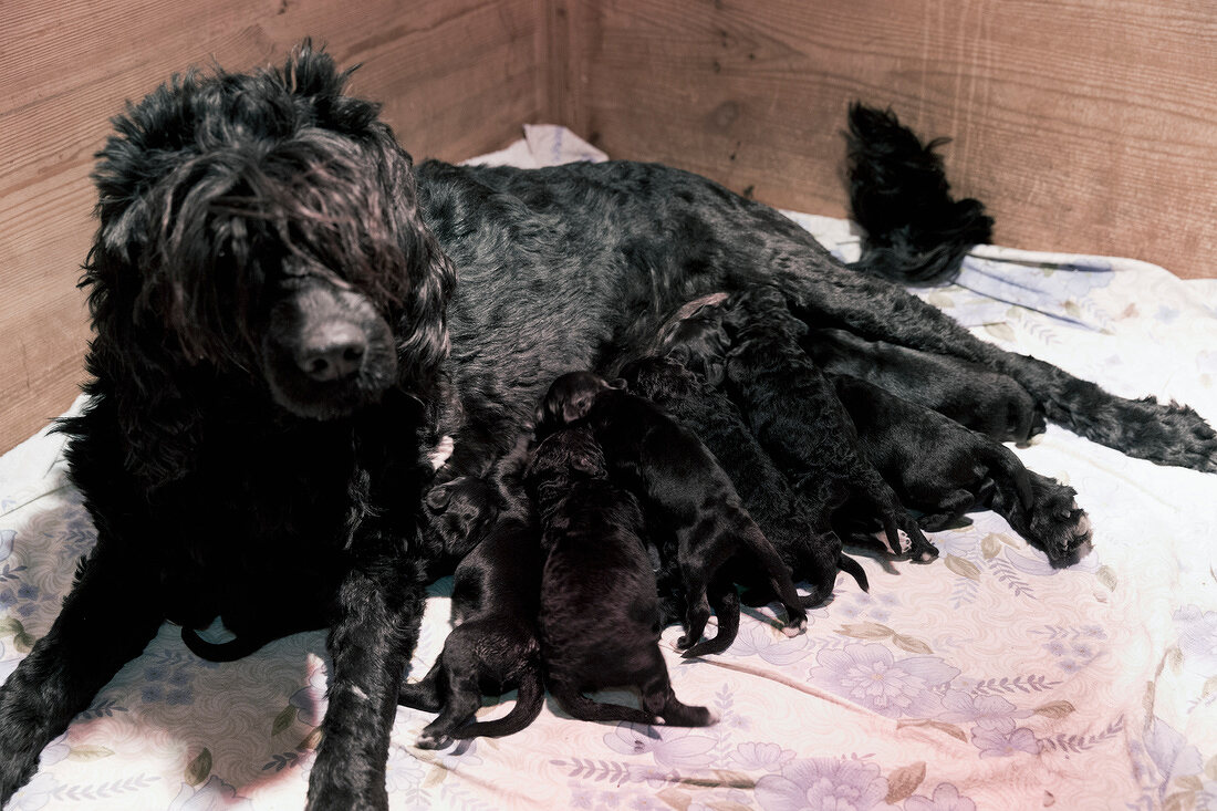 Portugal, Algarve, Wasserhund mit Babys