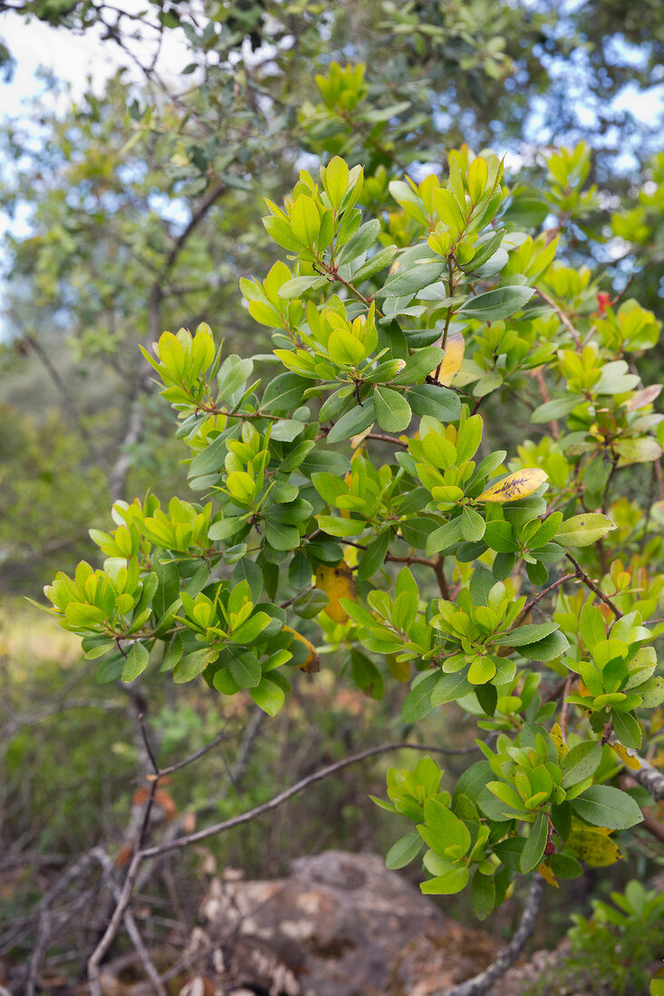 Portugal, Algarve, Blume, blühend