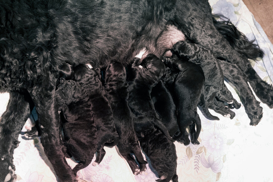 Portugal, Algarve, Wasserhund mit Babys