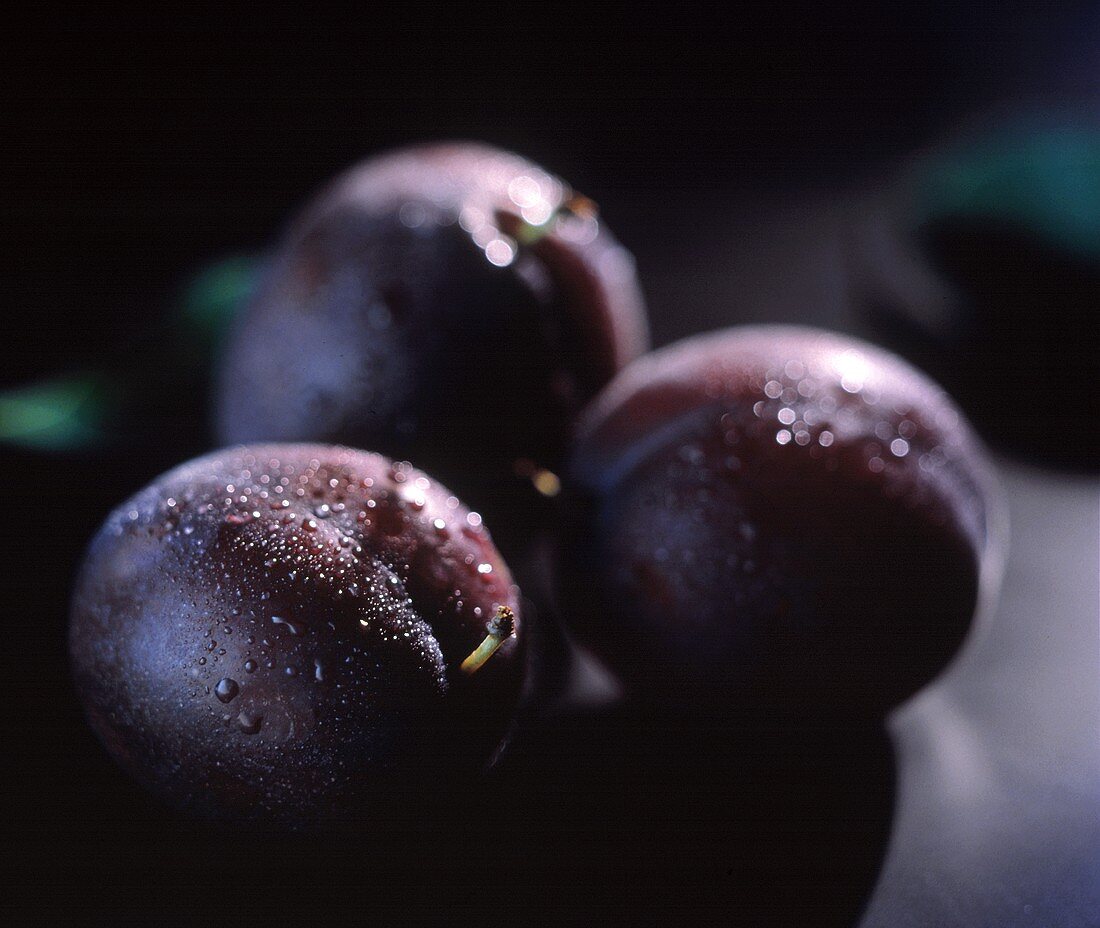 Three Fresh Plums with Water Drops