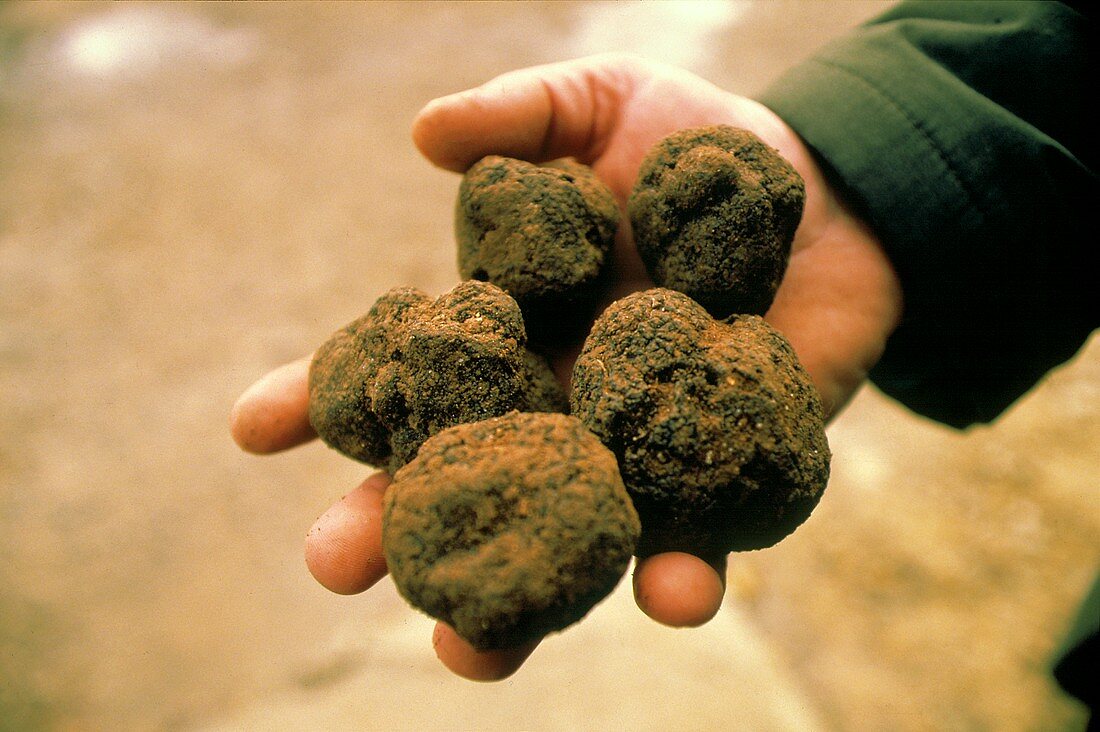 Hand holding five truffles