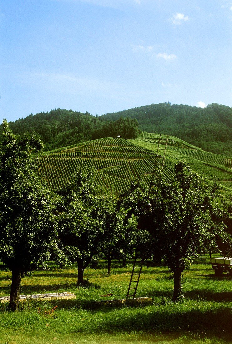 Zwetschgenplantage in Bühl, Baden