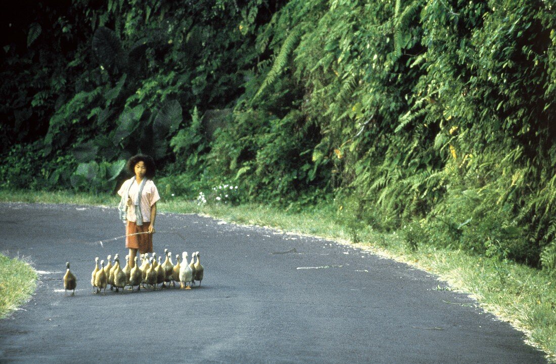 Asian Woman Walking with Ducks and Geese