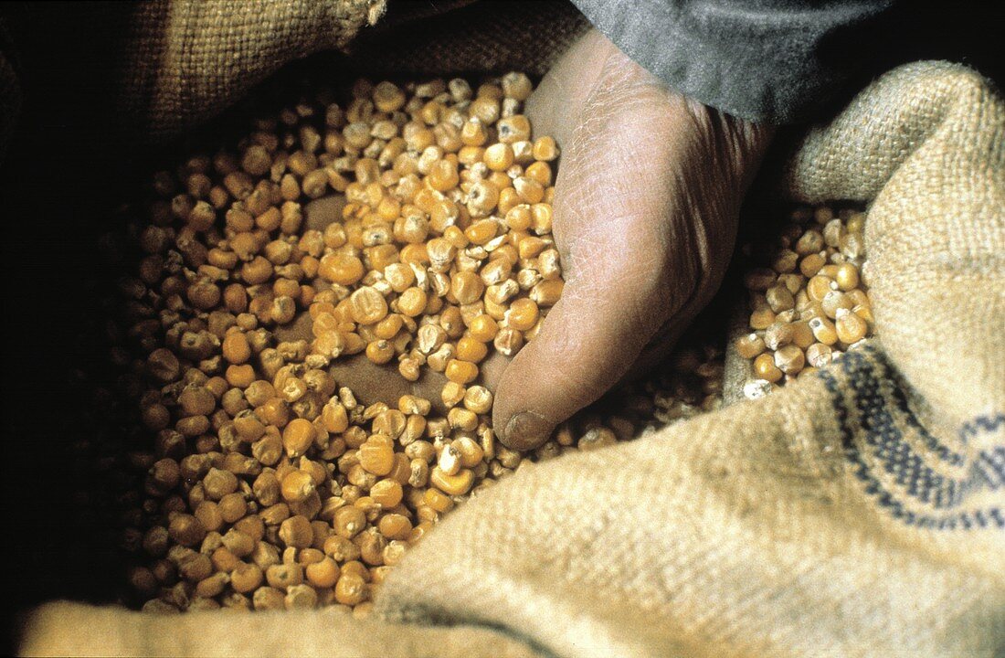 Corn Kernels in a Burlap Bag; Hand