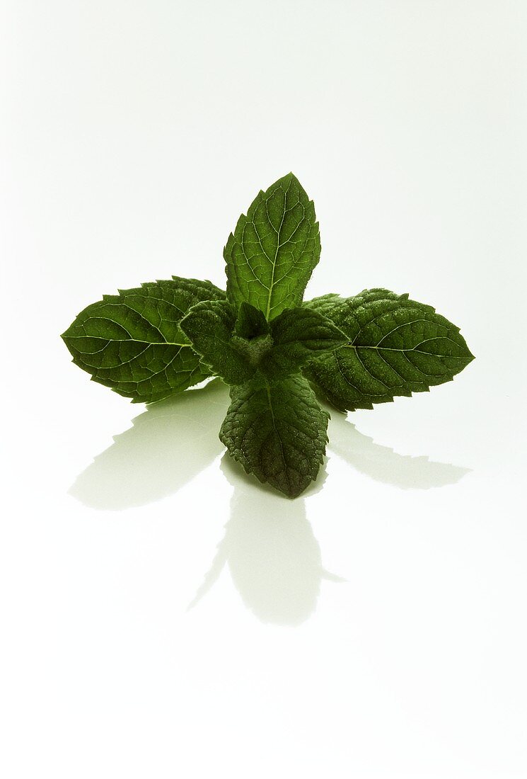 Sprig of Peppermint