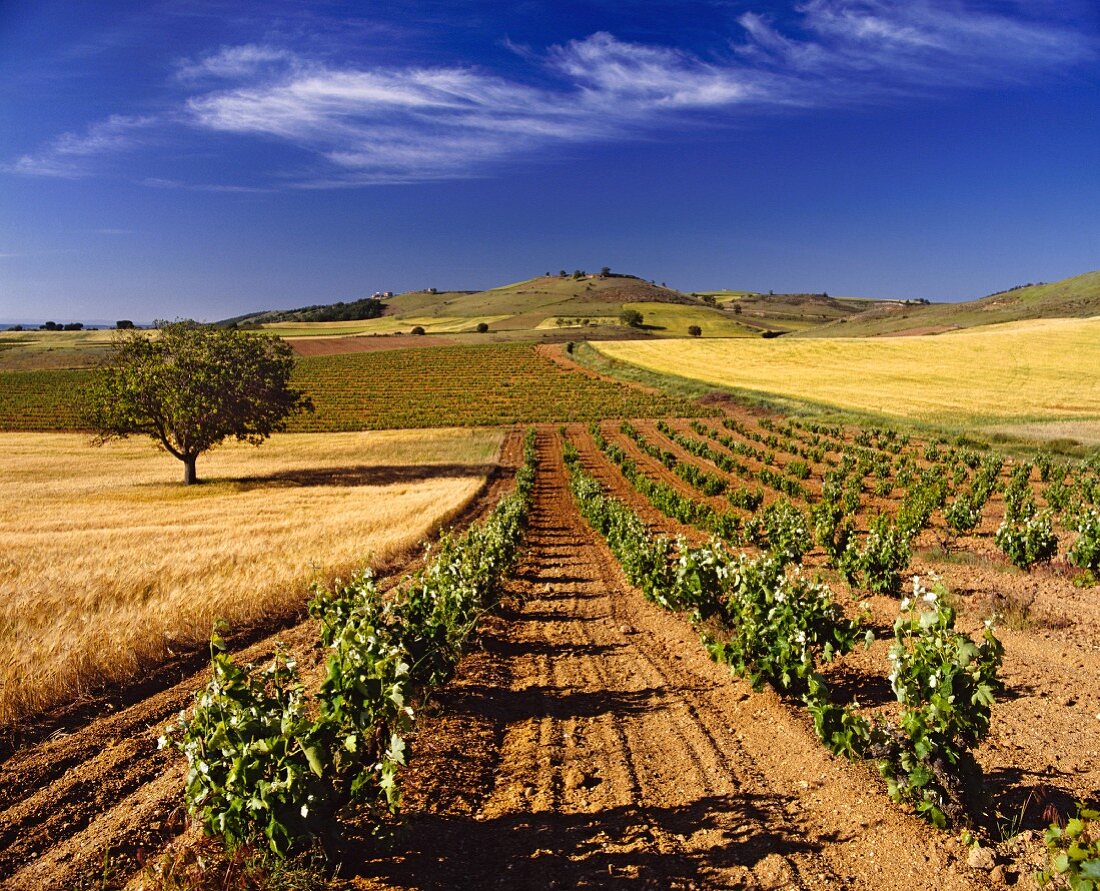 Weinanbau bei Pedrosa de Duero in der Provinz Burgos, Spanien