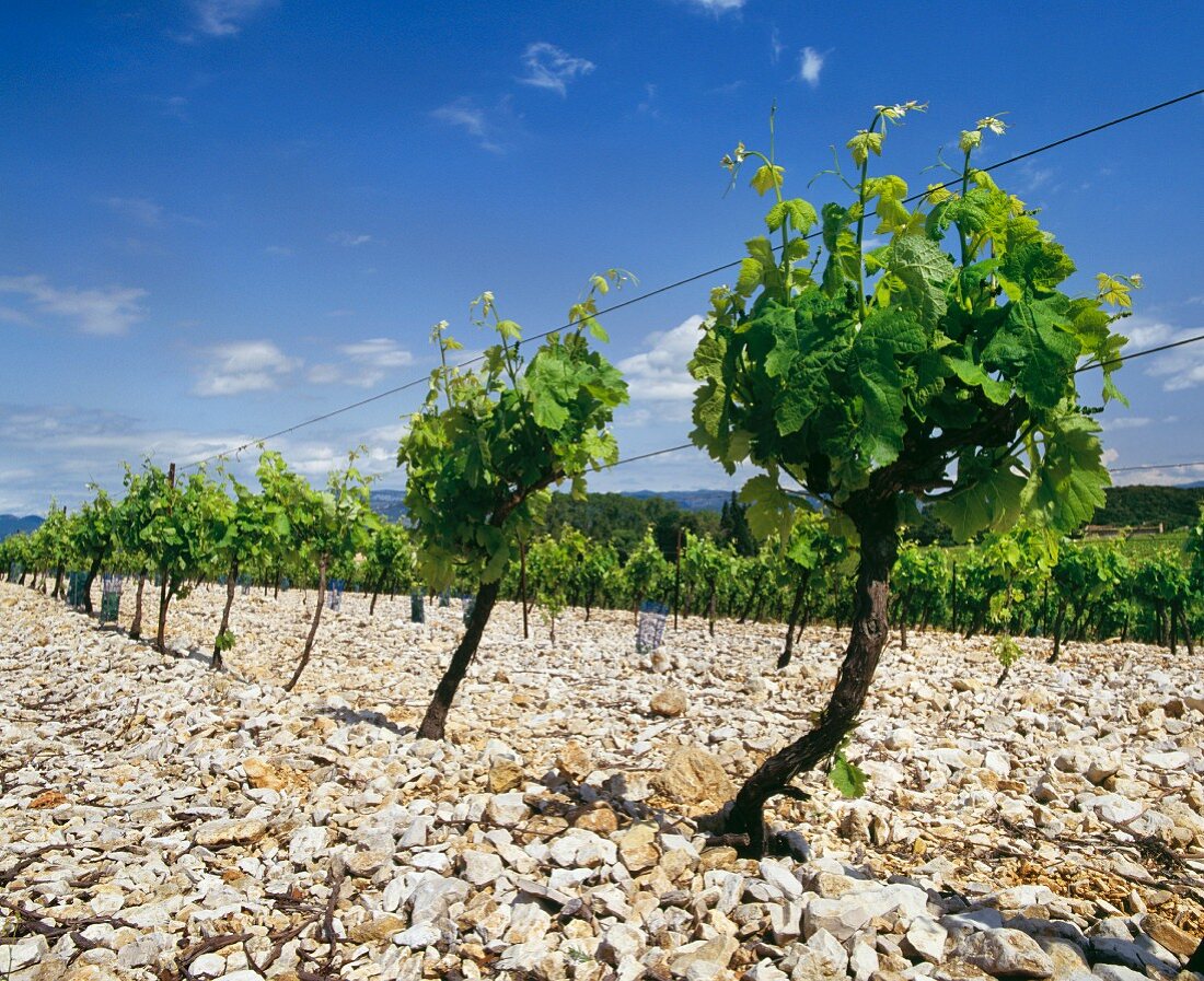 Rebstöcke für Vin de Pays d'Oc bei Aniane, Herault, Languedoc