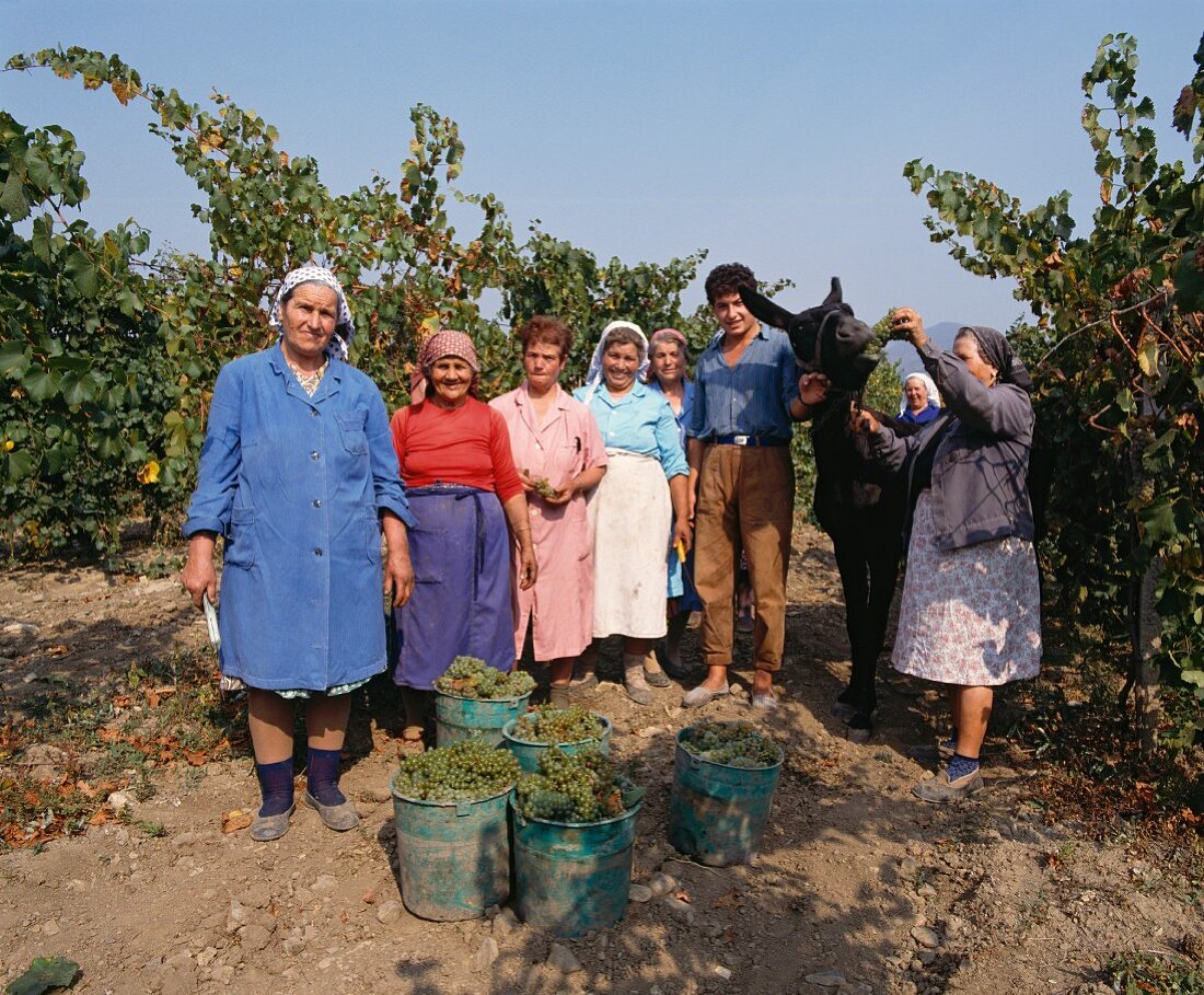 Helfer bei der Chardonnay-Lese in Blatetz (Bulgarien)