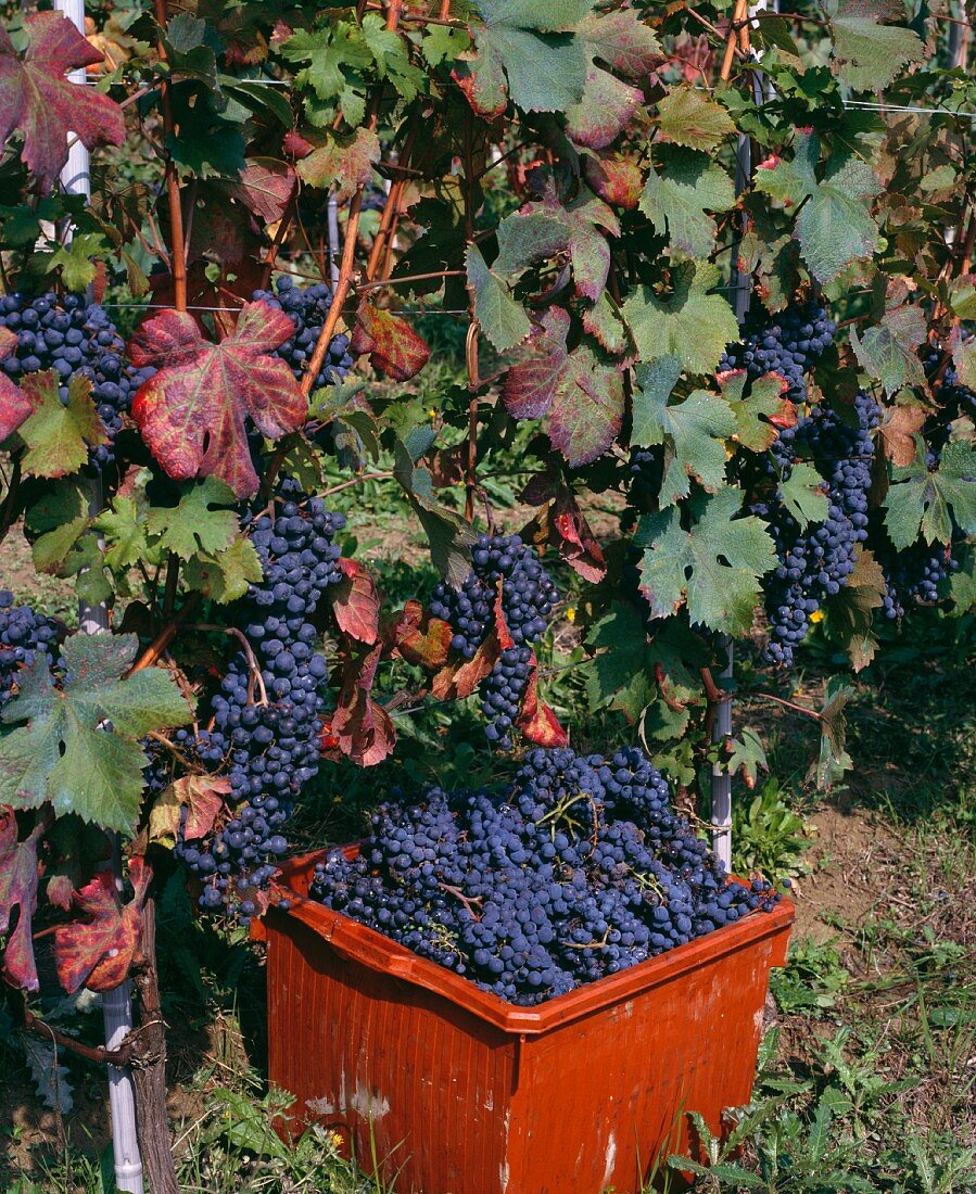 Kiste mit Dolcetto-Trauben in La Morra, Piemont, Italien